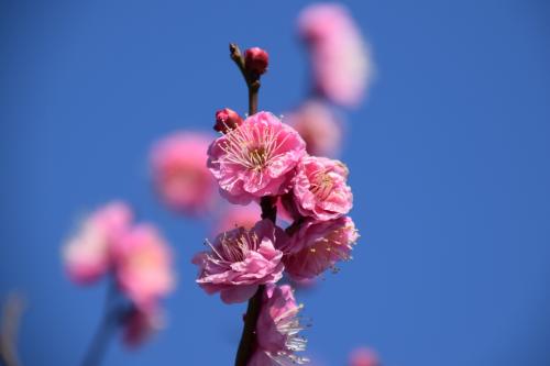 梅の花の写真３