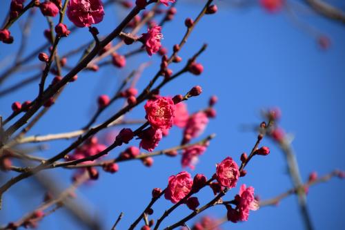 梅の花写真