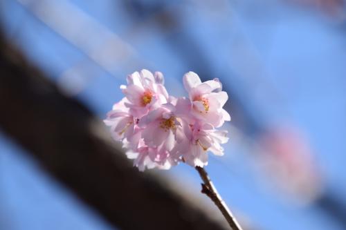 十月桜写真