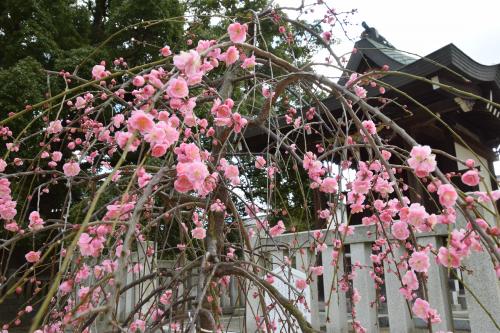 佐伯氏祖廟の梅の花１