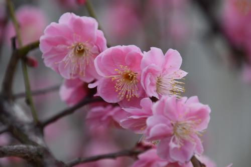 佐伯氏祖廟の梅の花２