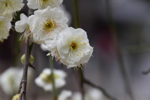 佐伯氏祖廟の梅の花３