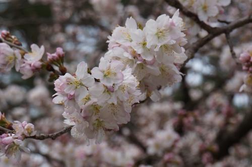 涅槃桜写真