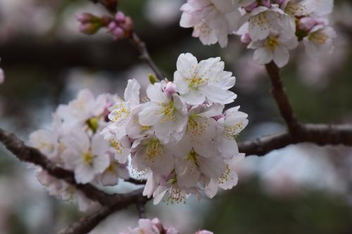 涅槃桜写真３