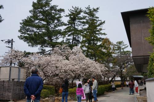 涅槃桜写真１