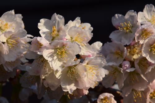 涅槃桜1