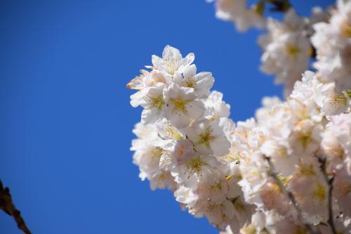 涅槃桜３