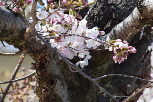 兵器庫桜写真