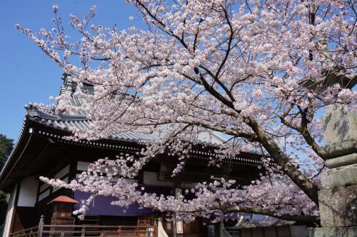 曼荼羅寺笠掛桜