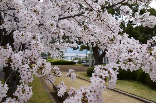 市役所構内桜