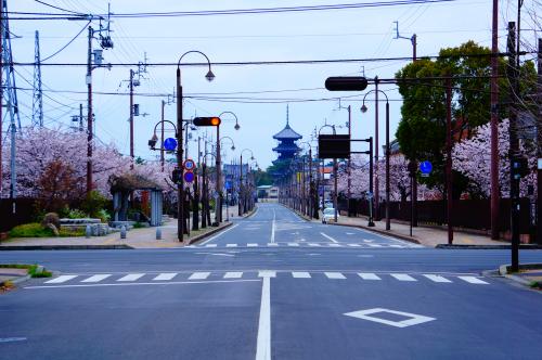 桜写真１