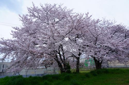 駅裏桜写真２