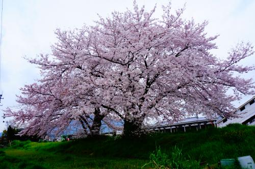 駅裏桜写真１