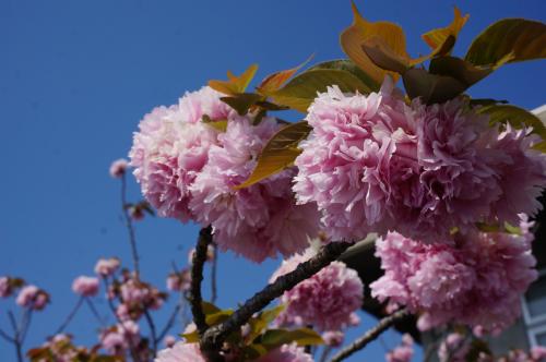 ボタン桜写真