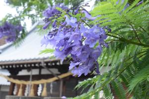 金倉寺に咲くジャカランダの写真