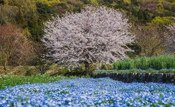 ネモフィラ桜